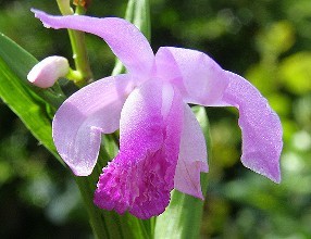 白芨|白芨种植方法|白芨的功效和药用价值|白芨的种植|白芨文化|白芨的栽培|种植白芨如何预防病虫害|白芨的用途
