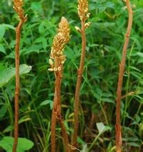 四川天麻种植技术|天麻种植需要注意哪些|天麻的功效与作用|天麻病虫害的预防