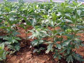 中药材附子种植技术|附子栽培方法|对于附子病虫害的预防方法有哪些|如何提高附子的产量