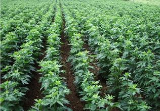 中药材附子种植技术|附子栽培方法|对于附子病虫害的预防方法有哪些|如何提高附子的产量