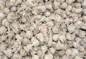 中药材附子种植技术|附子栽培方法|对于附子病虫害的预防方法有哪些|如何提高附子的产量