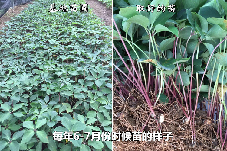 重楼种植基地