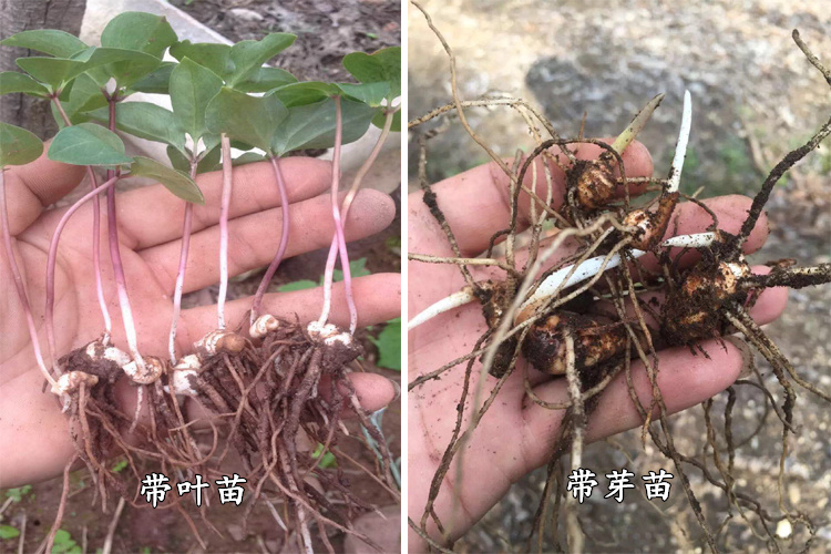 重楼种苗