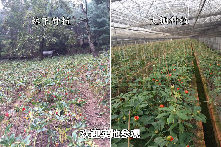 重楼种植基地