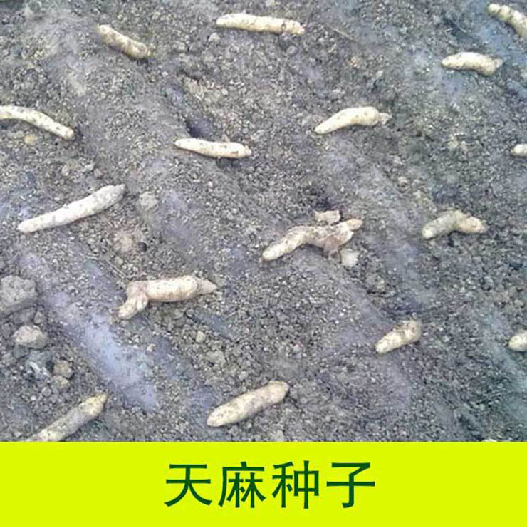 天麻种子