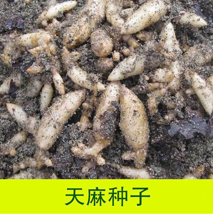 天麻种植种子