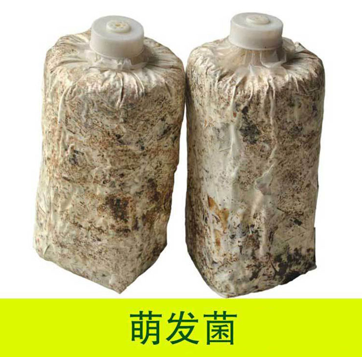 天麻萌发菌