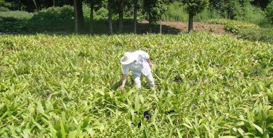 高效益种植白芨，带你走上平凡致富之路