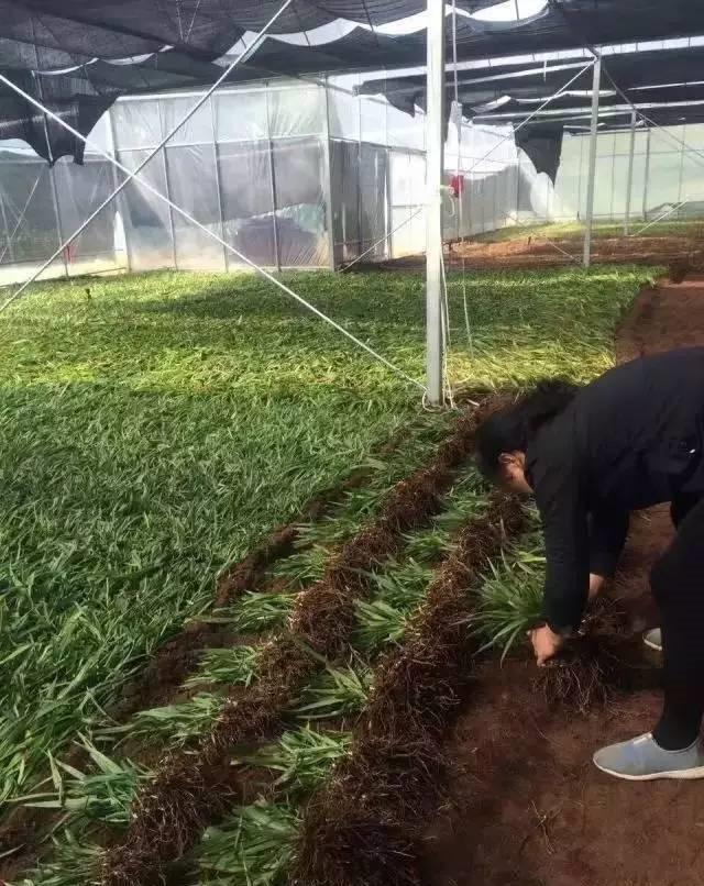 白芨种植基地