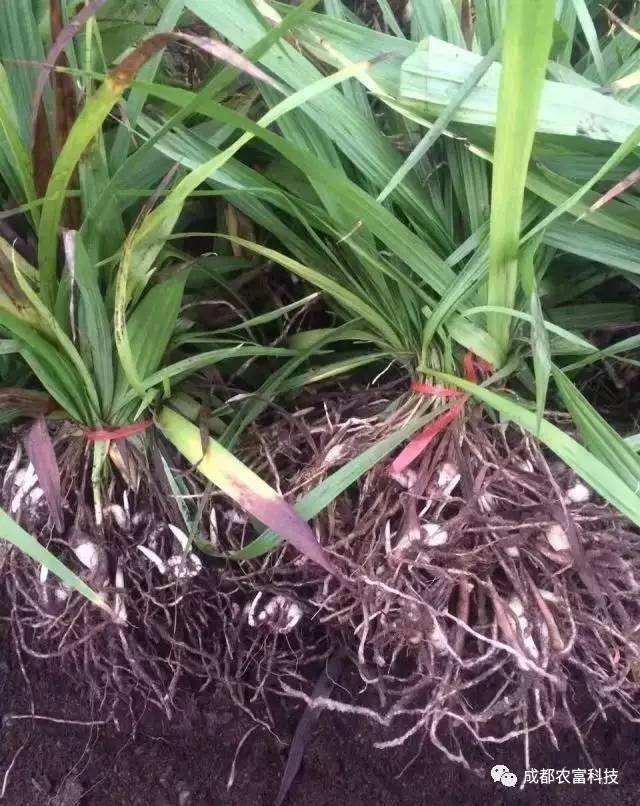 白芨种苗