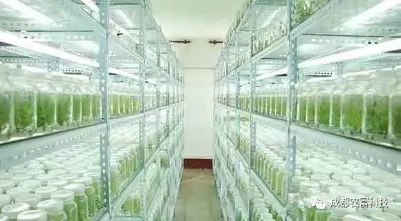 白芨组培苗