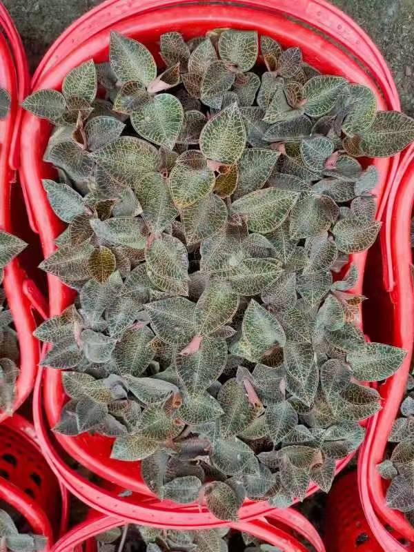金线莲的种植方法和技术